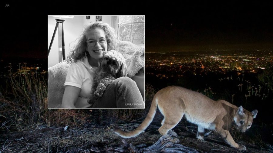 Mountain lion snatches dog right in front of owner in California<br><br>