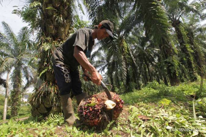 CPO Masuk Perjanjian Tarif RI-AS, Ini Respons Prime Agri Resources (SGRO)