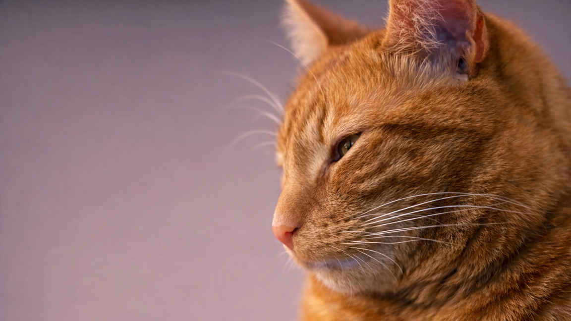 Quiet expression of a house cat