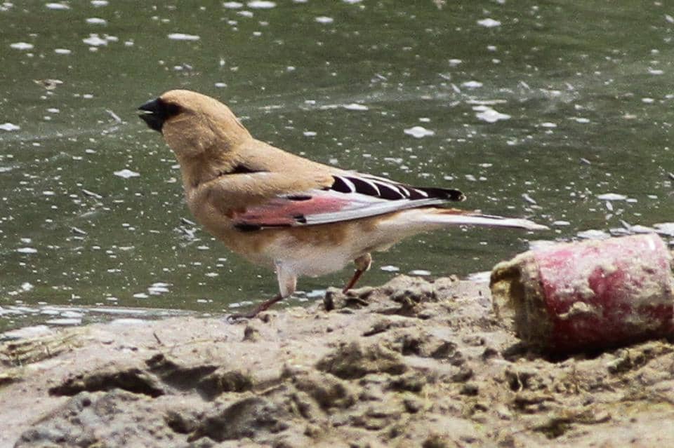 AA1XaqRw 5 Fakta Menarik Burung Desert Finch, Maestro Kicau di Gurun