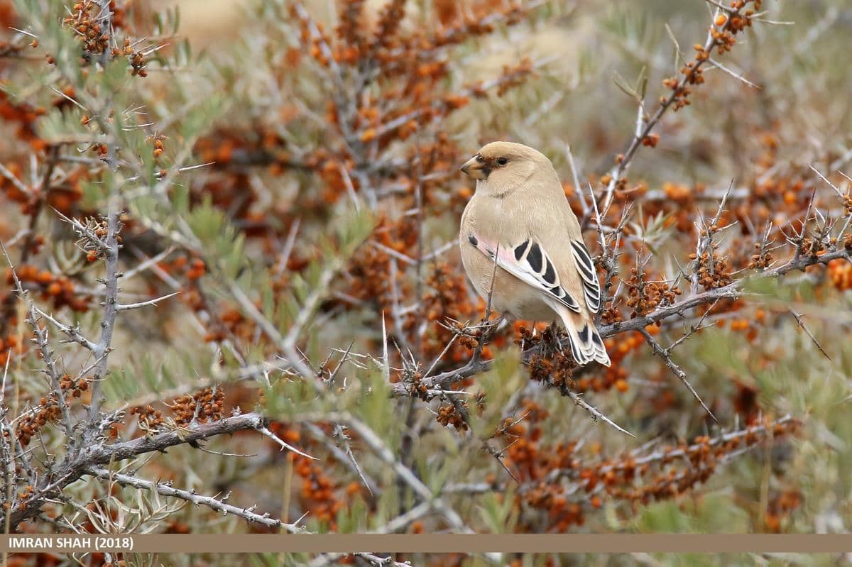 AA1XatuJ 5 Fakta Menarik Burung Desert Finch, Maestro Kicau di Gurun