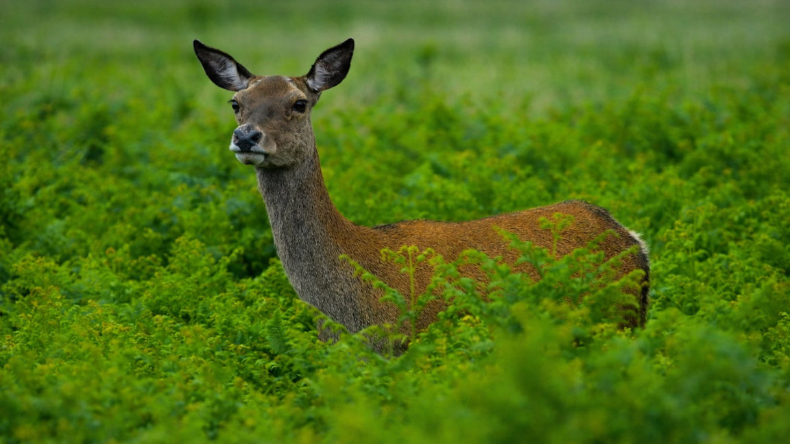 Graceful deer in lush meadow