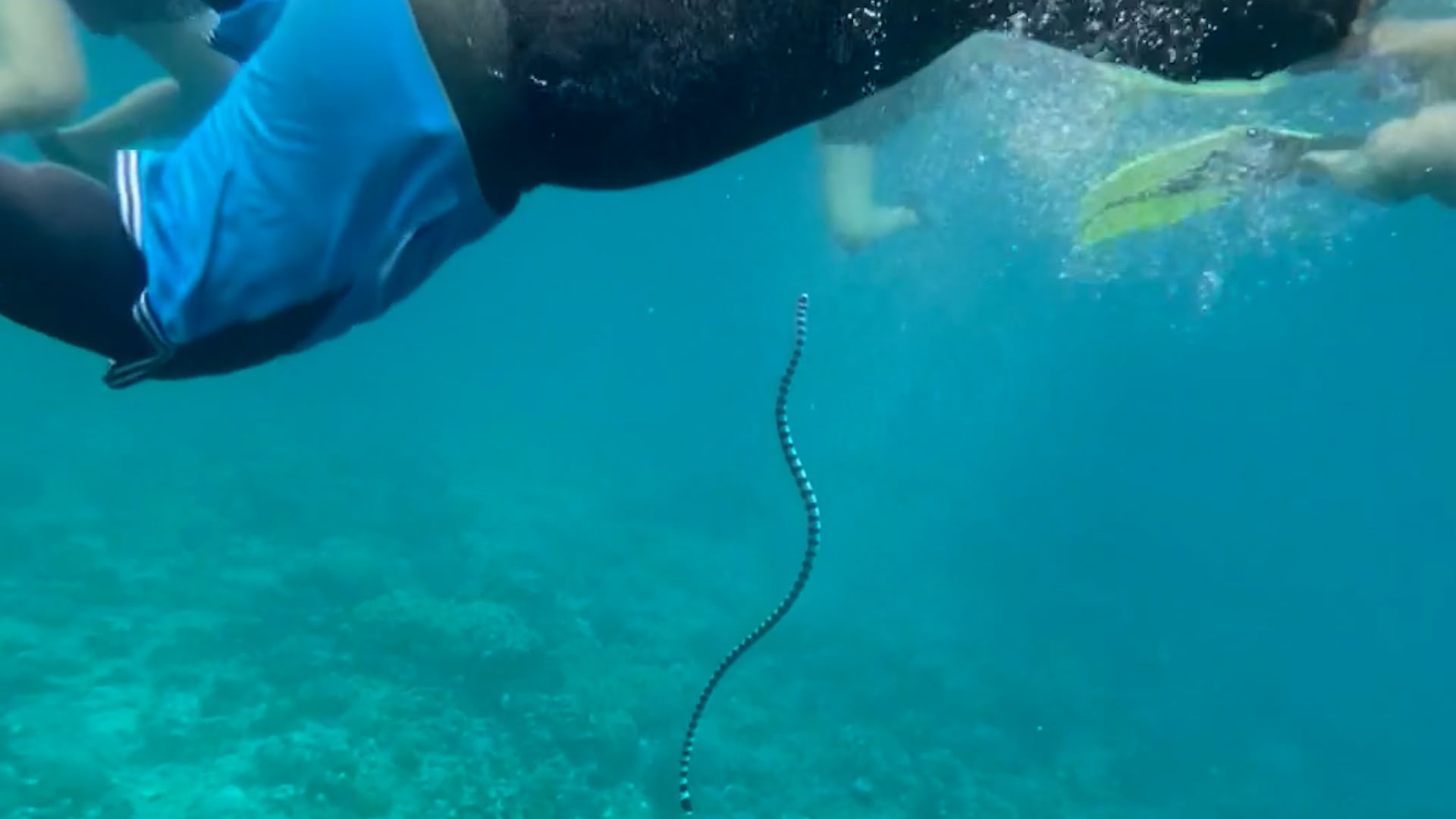 Snorkellers panic as deadly sea snake swims towards them