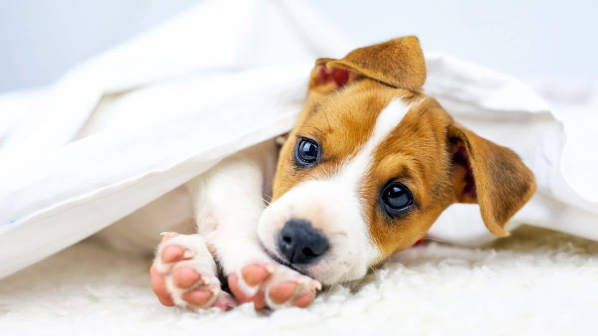 Puppy buying vs adopting: Why so many owners still choose to pay for a ...