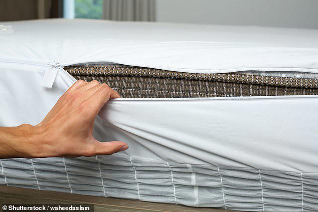 How to make sure your hotel won't have bed bugs