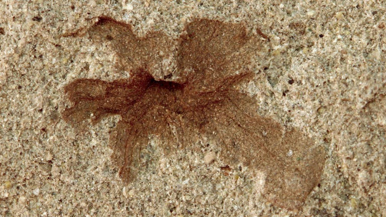 La diminuta flor fósil de 101 millones de años que conecta la Patagonia ...