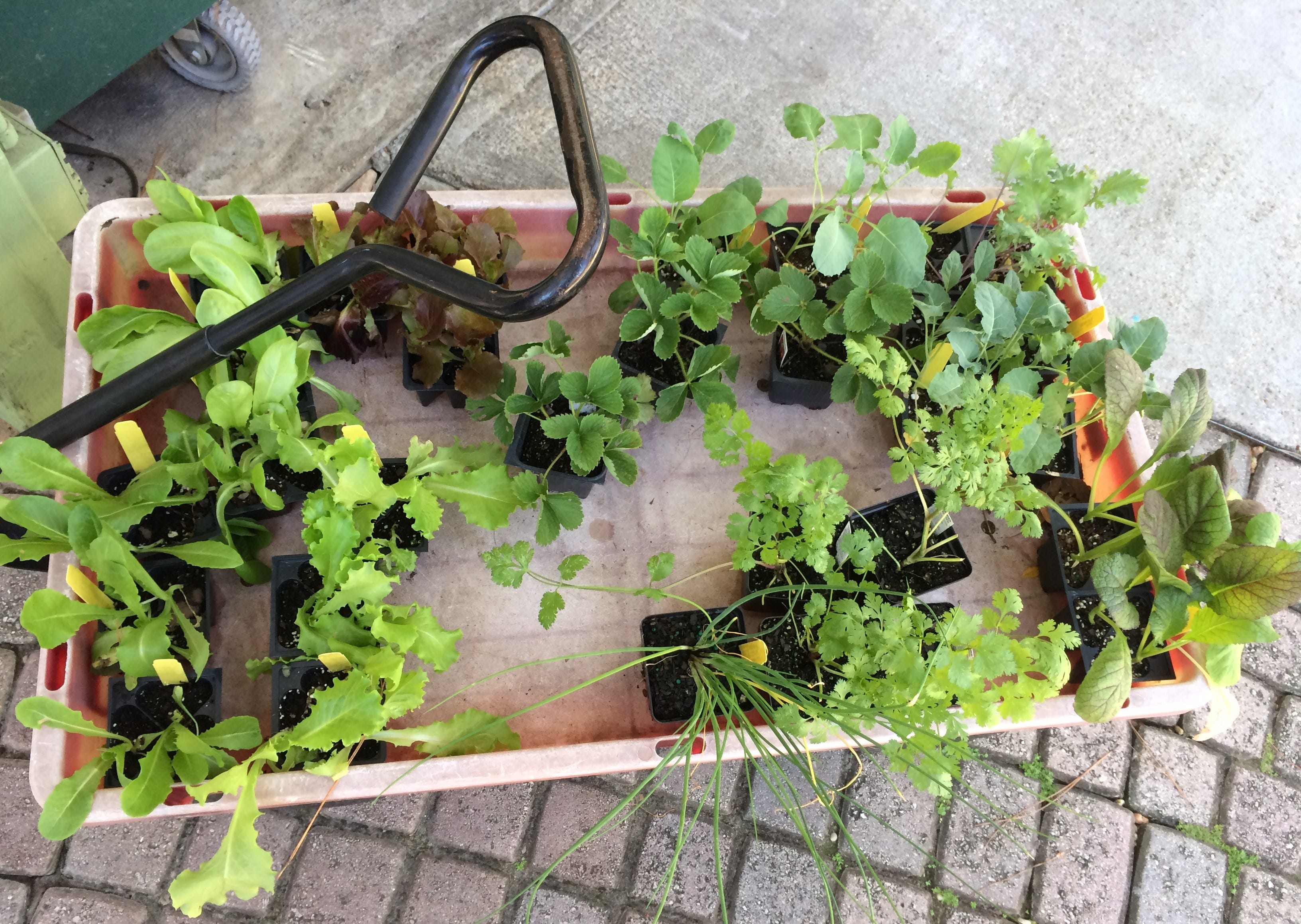 Seed flats or direct sow? How to choose for fall vegetable garden