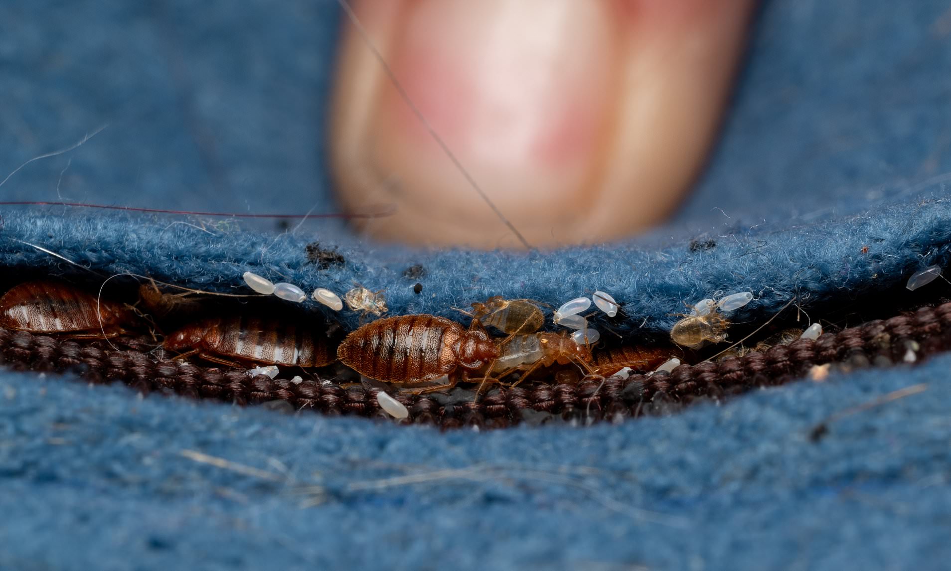 How to make sure your hotel won't have bed bugs