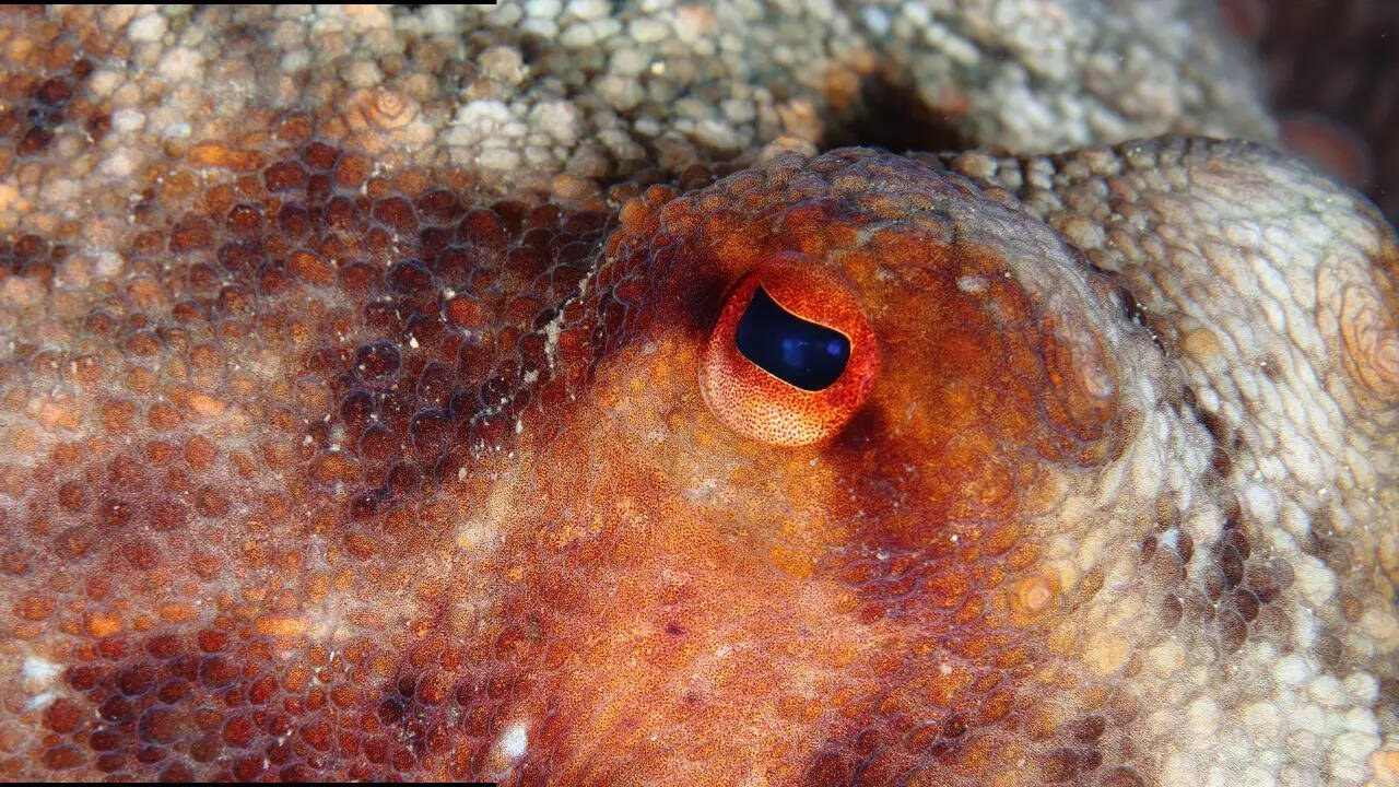 Which species is most likely to take over Earth after humans vanish?