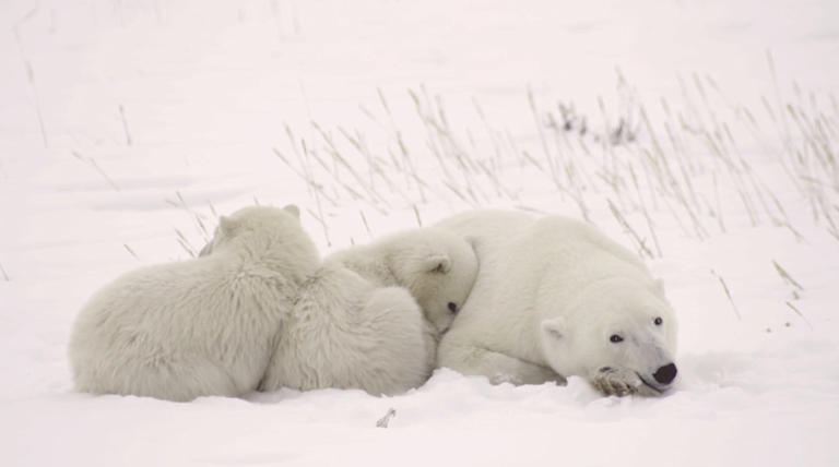 Spring awakening: A critical time for Canada's polar bear cubs