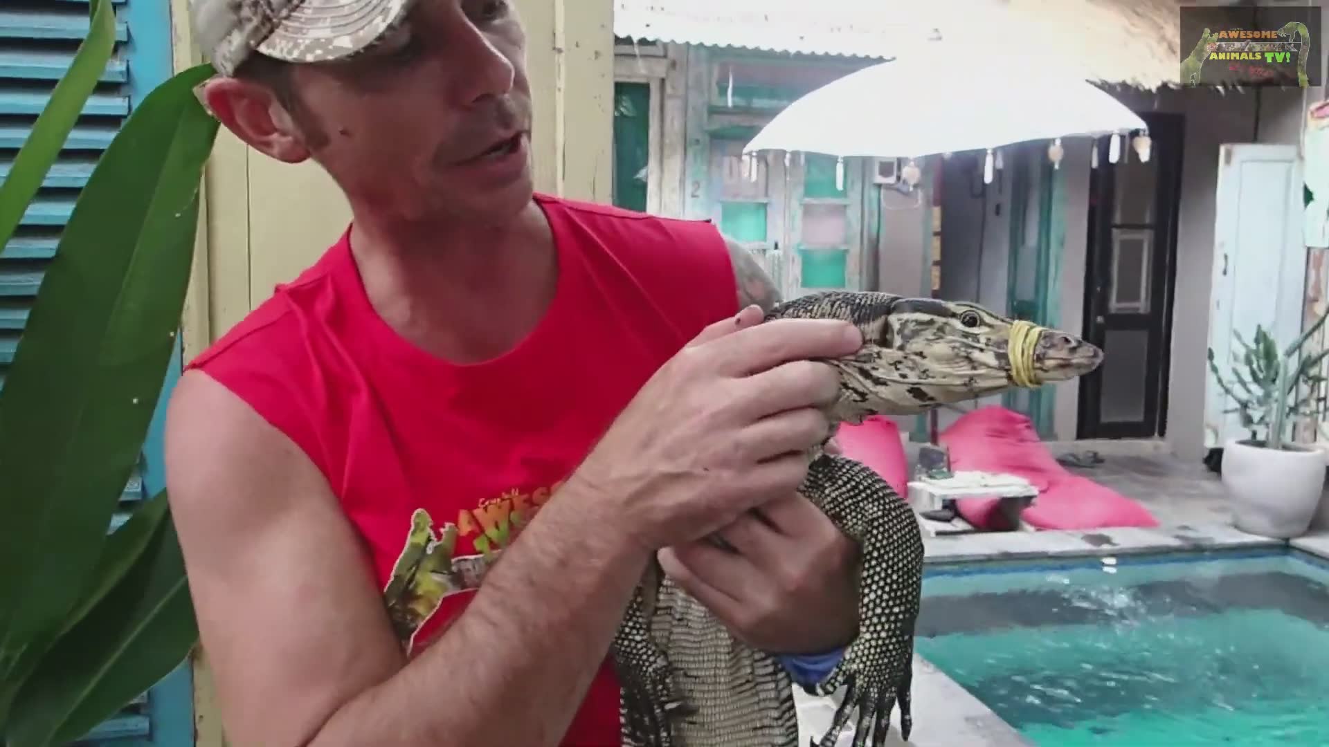 Massive frog hunting large cricket while navigating venomous snake ...