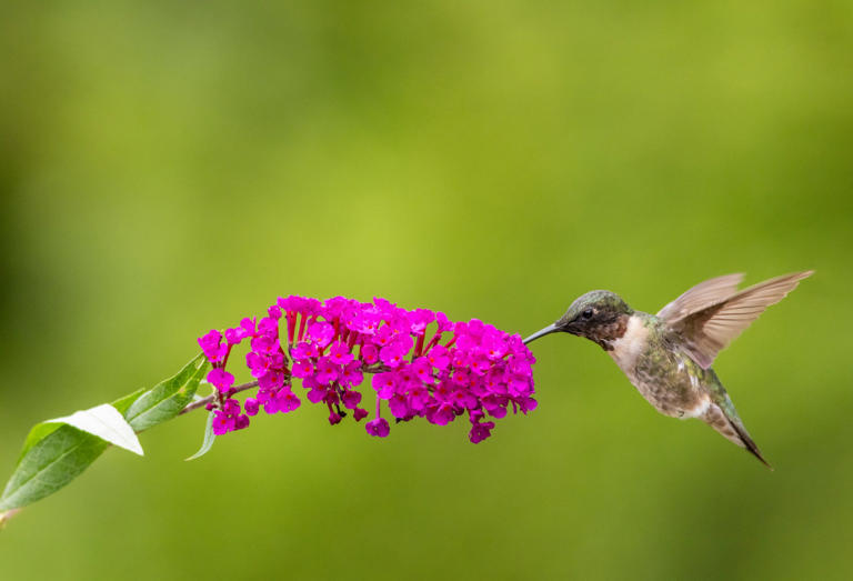 Hummingbird migration 2026: When can we expect to see the birds in NY?