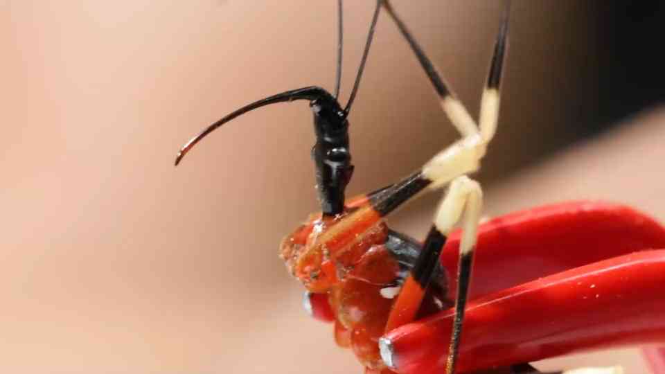What it’s like to be bitten by an assassin bug