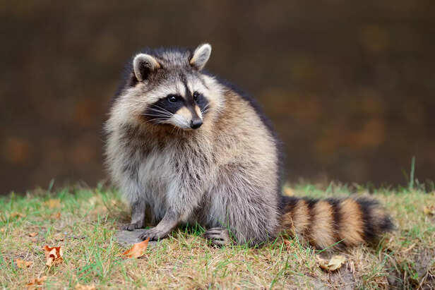 Masters of stealth: 5 animals that have perfected the art of theft