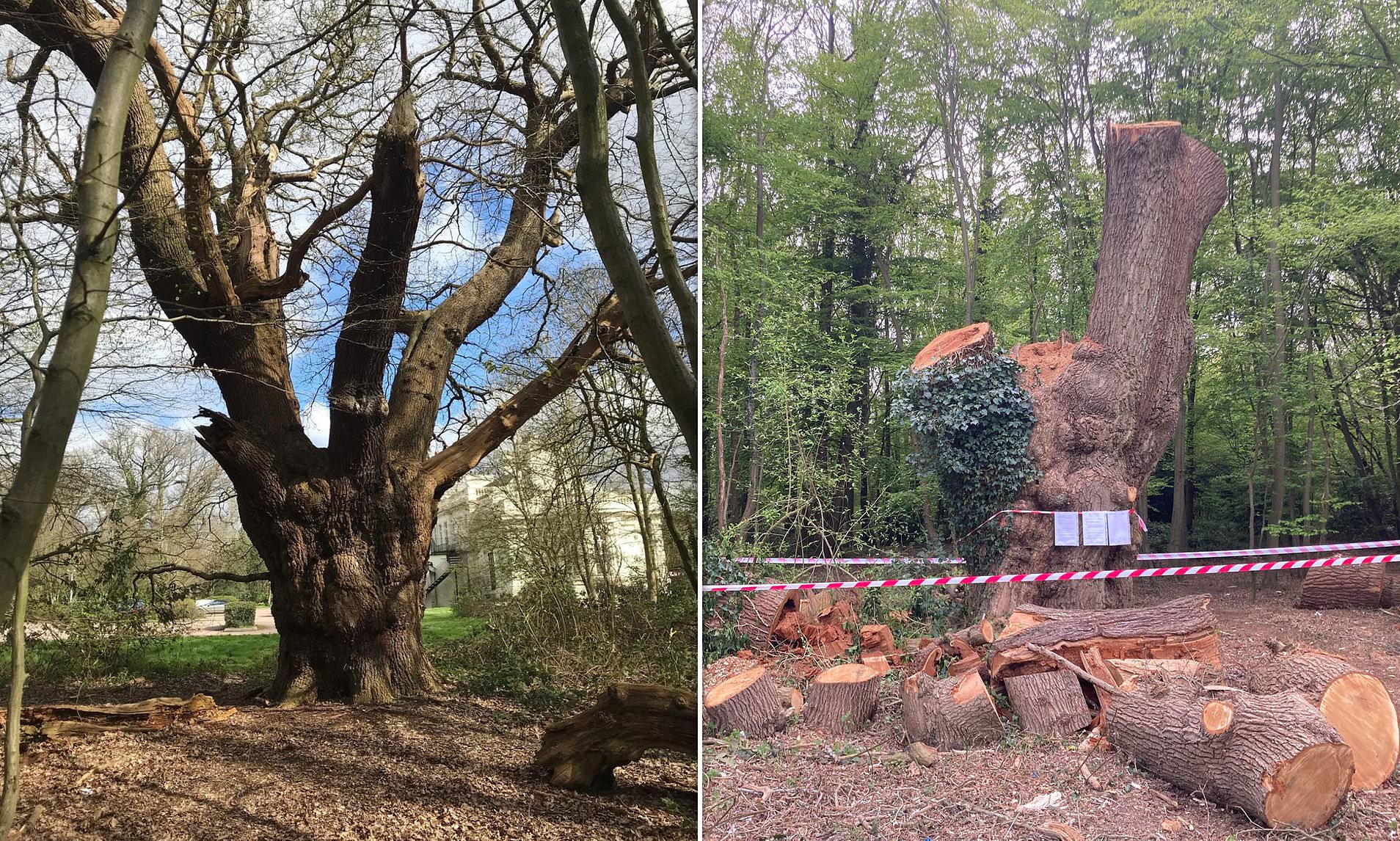 Toby Carvery cut down 500-year-old oak tree even though there was ...