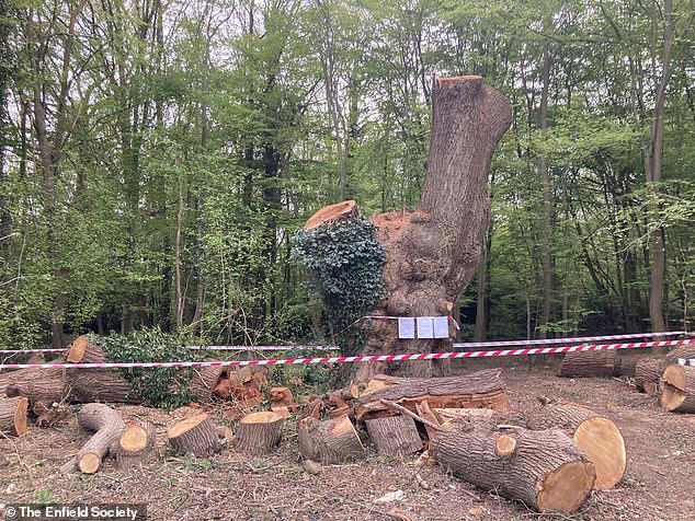 Toby Carvery cut down 500-year-old oak tree even though there was ...