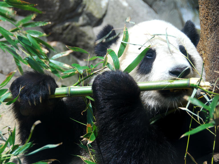 A history of viral animals: From Punch the monkey to lost dogs in China