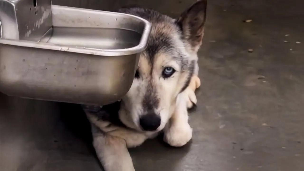 Everyone overlooked this senior dog – until one woman said "He is mine"<br><br>