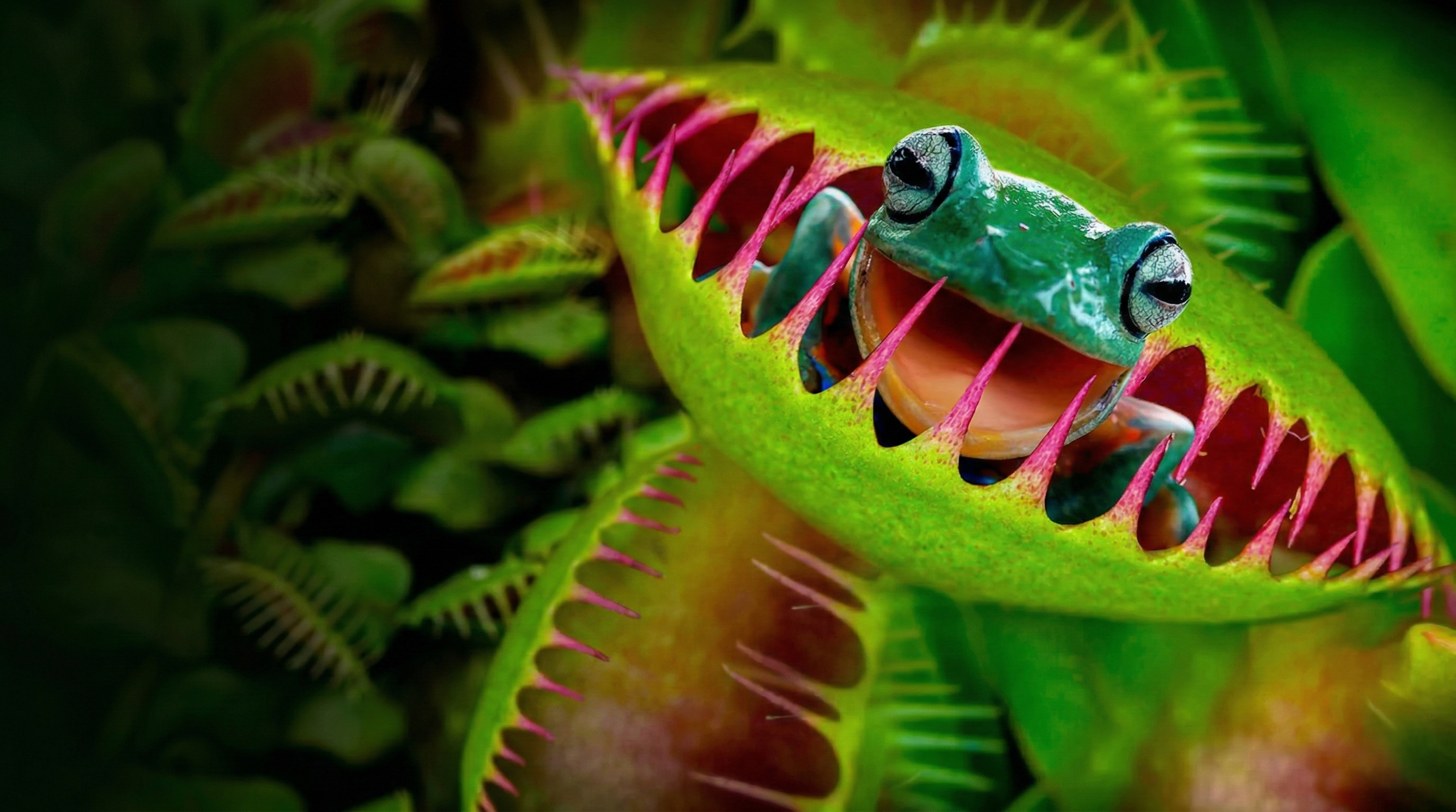 Not just flies - what this plant really eats