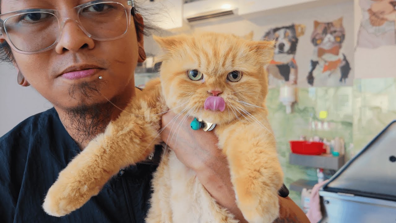 Raja the ginger cat returns