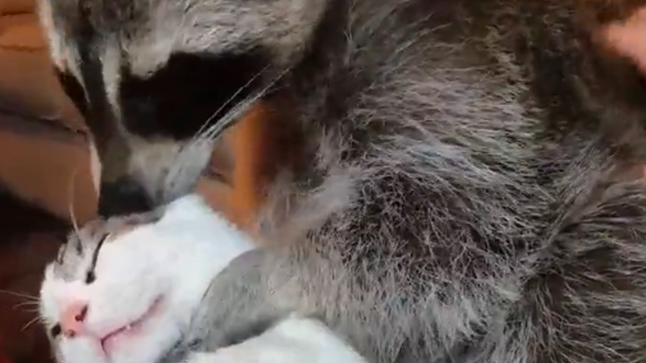 Raccoon helps cat groom itself