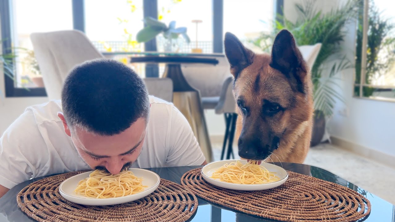 German shepherd is too competitive with spaghetti