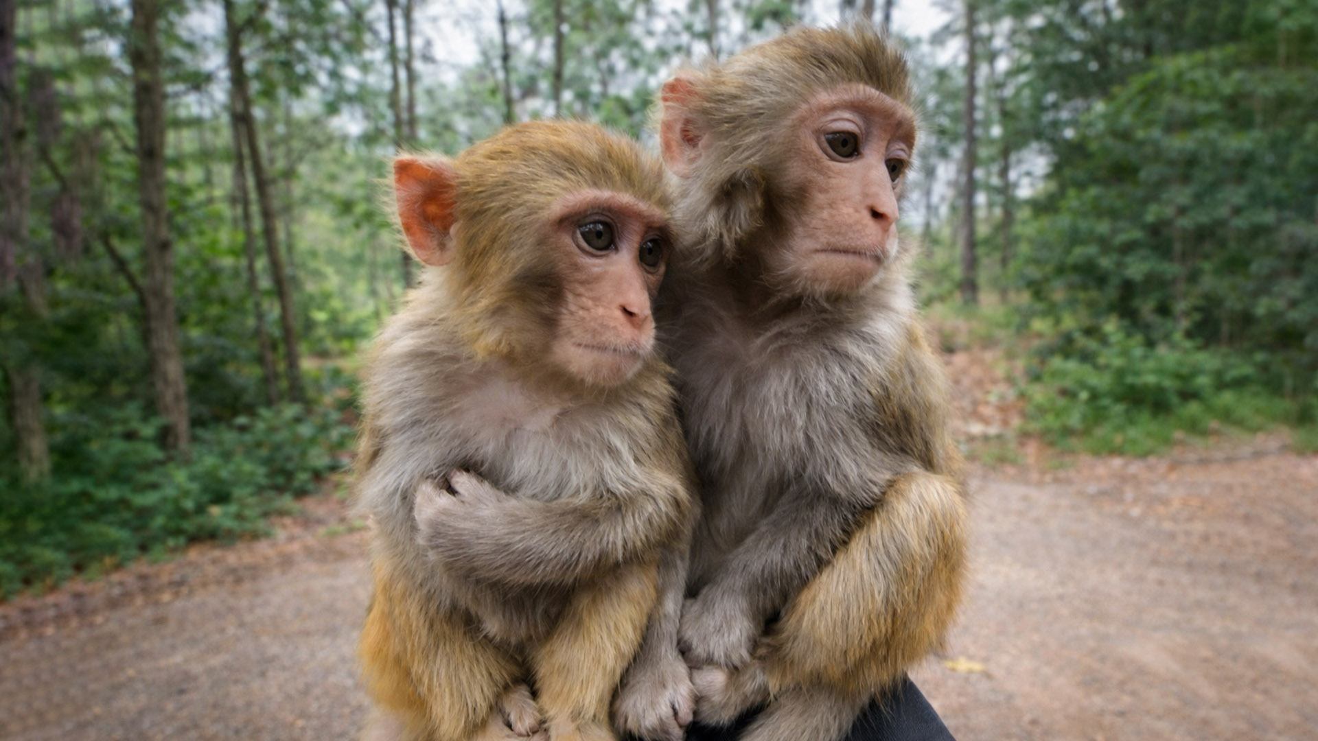 Two monkeys wait patiently for food