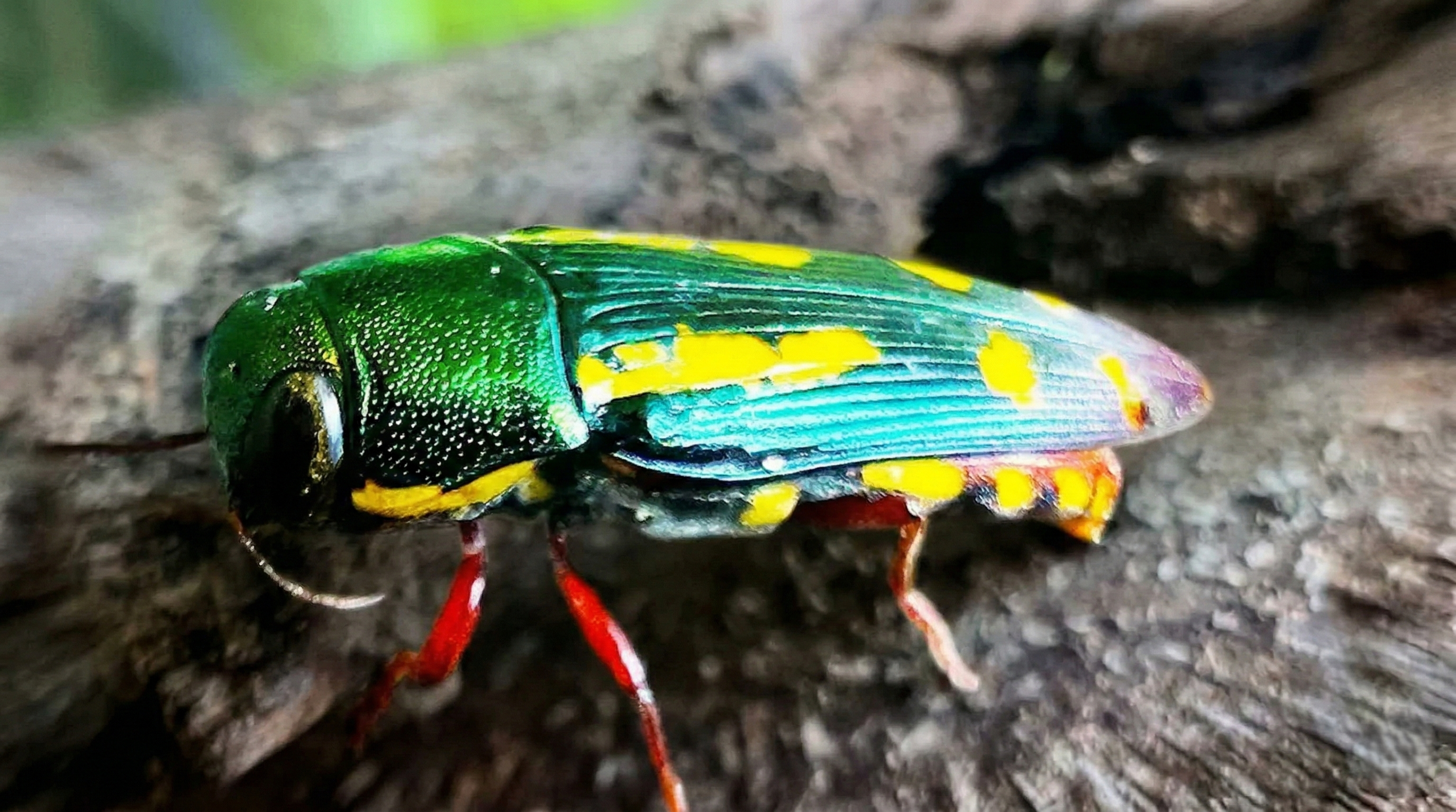 A small insect with a defense built to injure