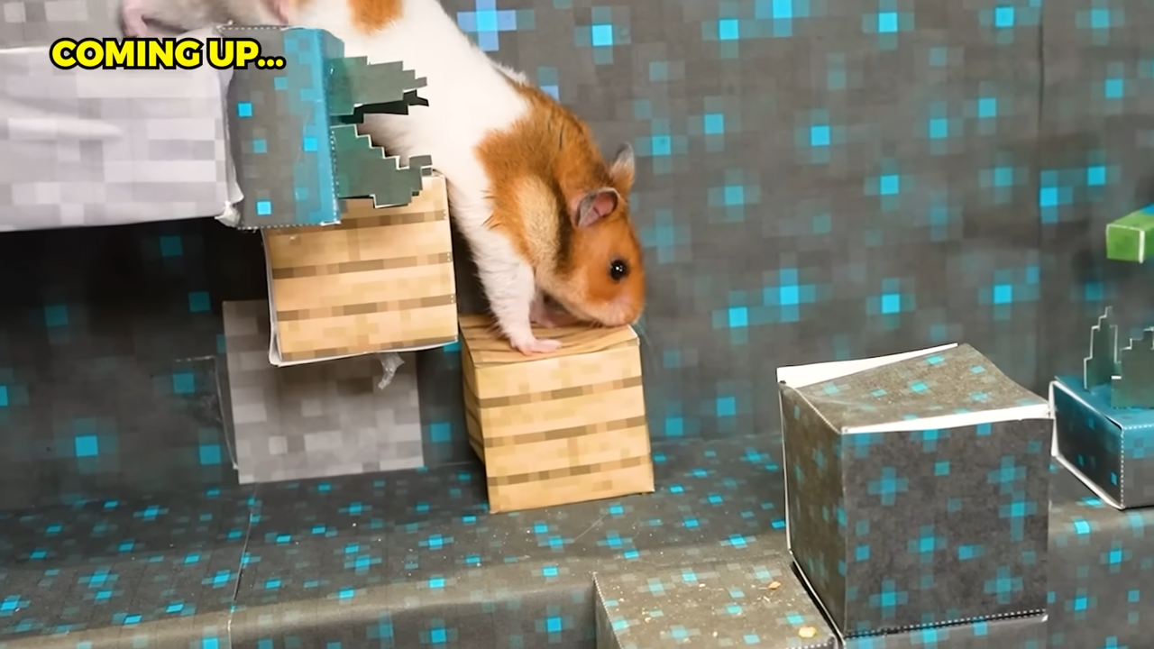 My hamster is smarter than you think! - Minecraft maze test gets intense