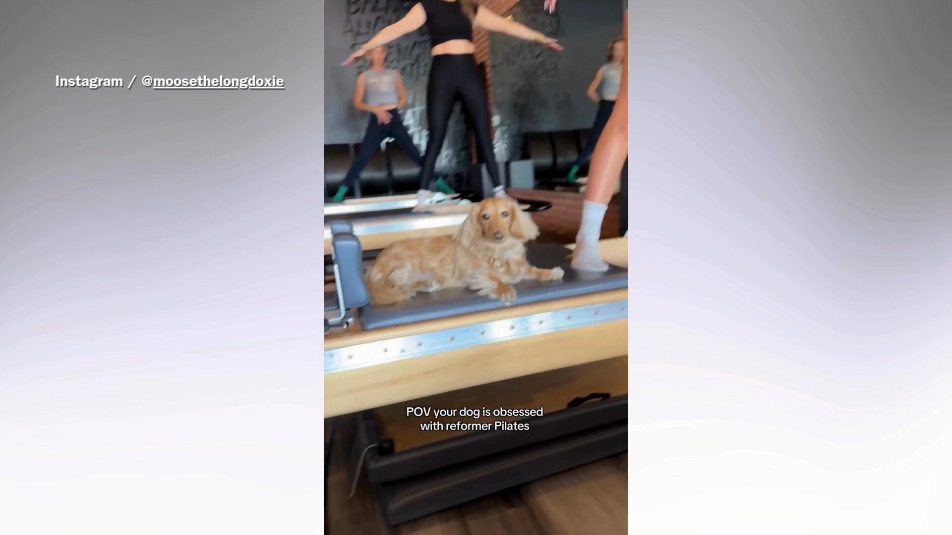 Owner brings mini dachshund to Pilates—her workout routine melts hearts