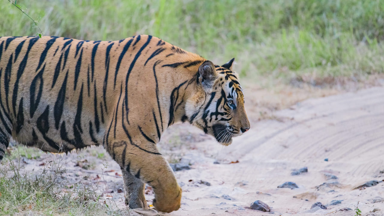 Tiger: పులి పంజా దెబ్బ ఎట్టుంటుందో తెలుసా! కొడితే ఎద్దు తల పగిలిపోతుంది