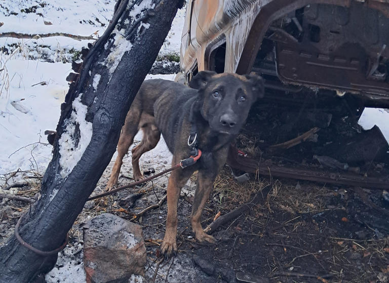 Scottish SPCA: Appeal after abandoned dog found tied to a tree near ...