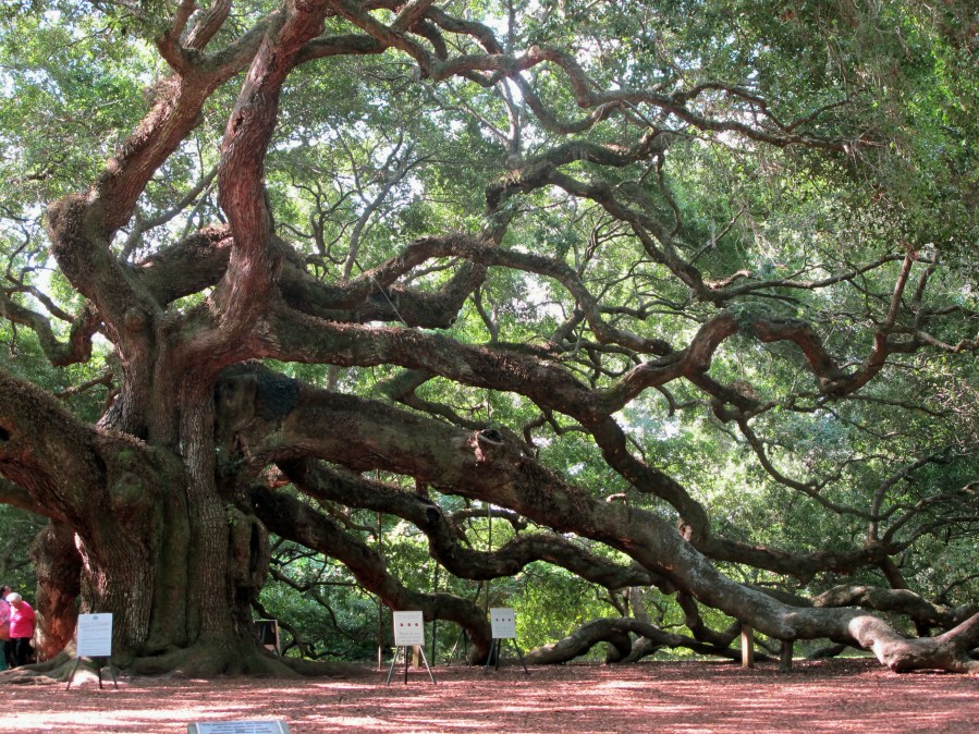 Goochland launches Witness Tree Challenge for America’s 250th