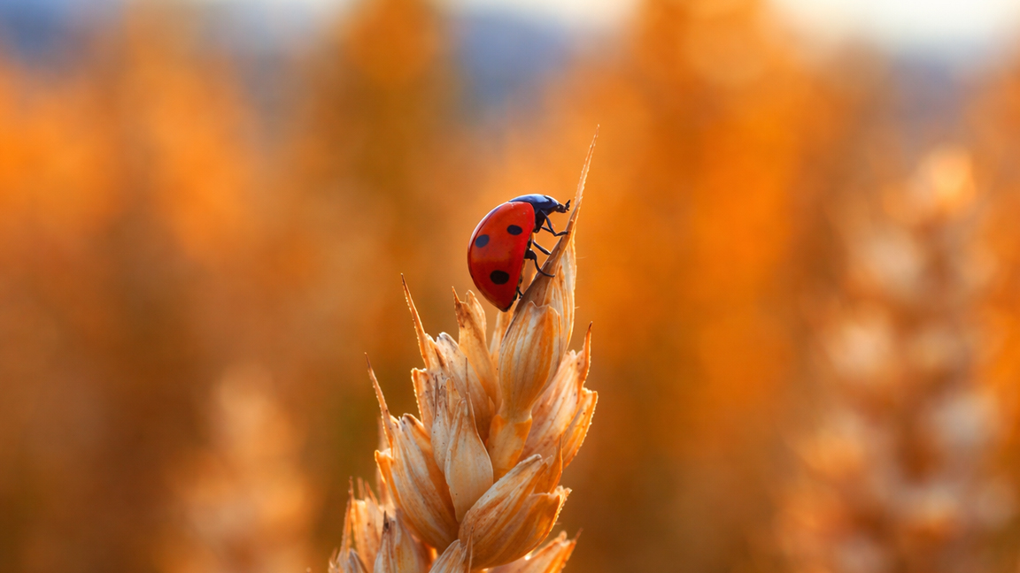Ladybug in golden sunset light