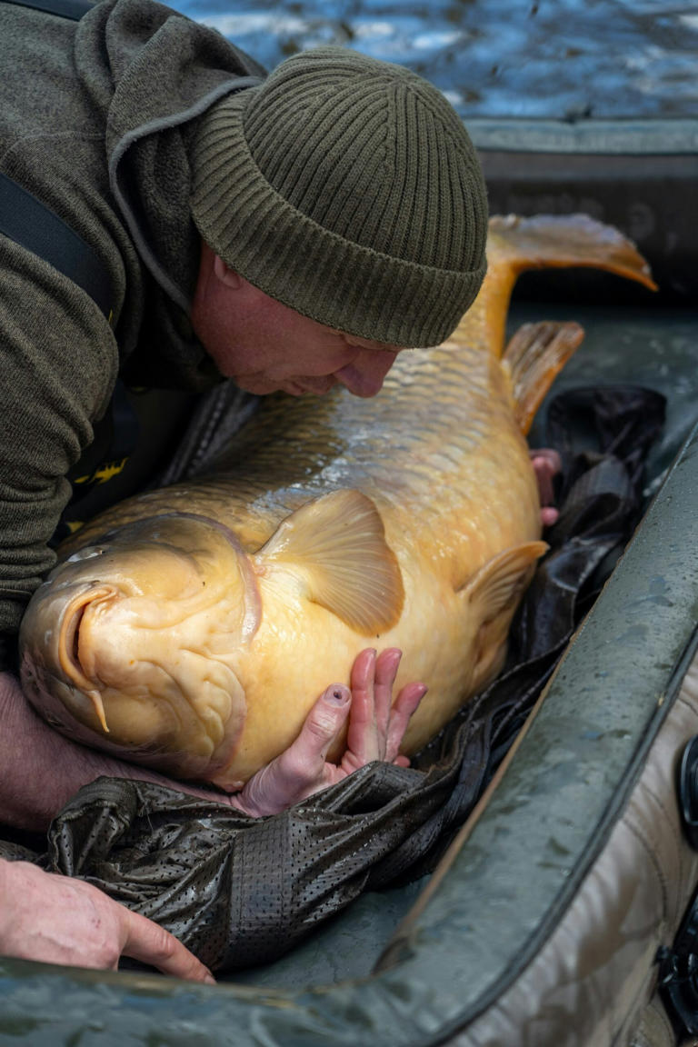 The UK’s biggest common carp banked