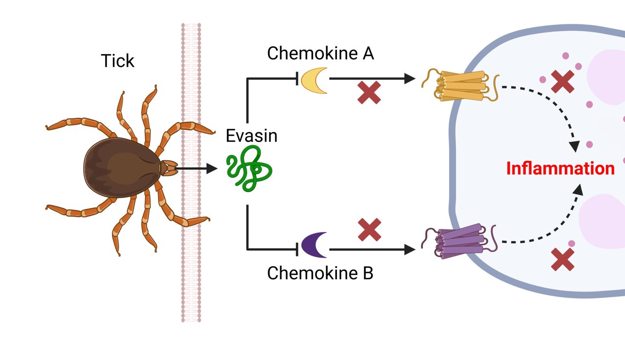 How a tick could help prevent diseases like MS and cancer