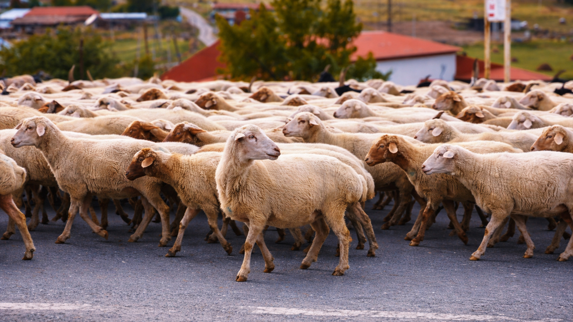 Flock of sheep on country road