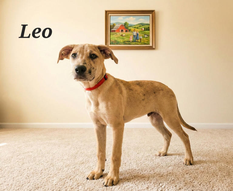 Adopt a pet: Meet Winnie and Wyatt!