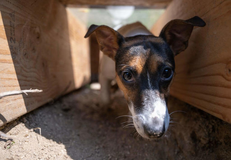 Fast Dogs 2026: Here are the 12 quickest breeds of adorable dog and ...