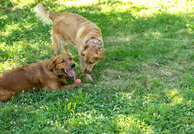 Golden retriever siblings play in yard, internet obsessed with owner’s view