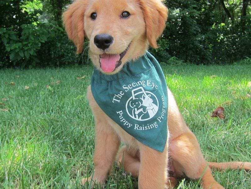Does New Jersey have a state dog? Yes and it has long history here