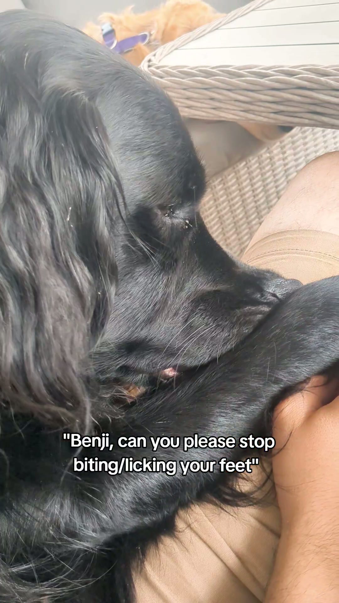 Dog has itchy feet and owner doesn't like the sound!