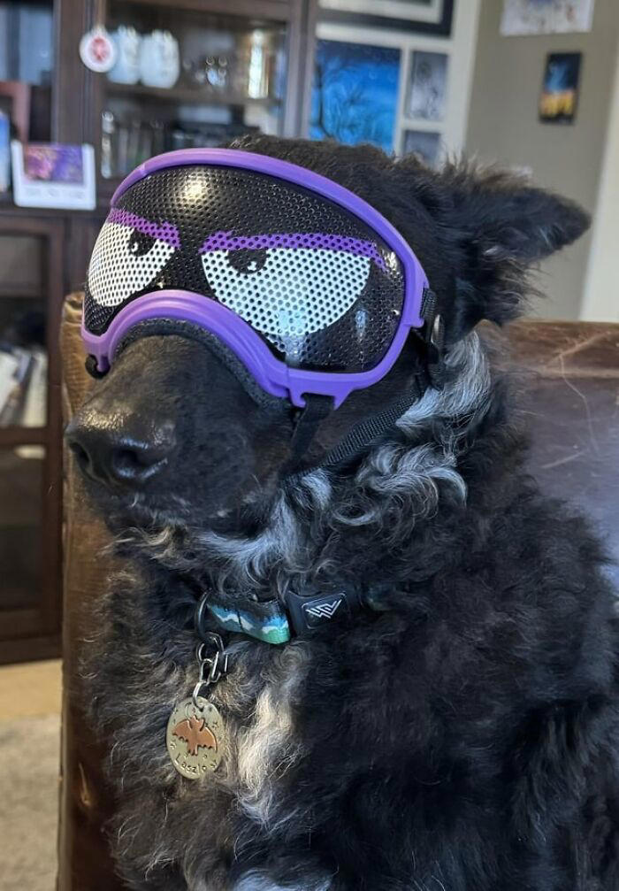 30 dogs wearing goggles that might just make your day, as shared on ...