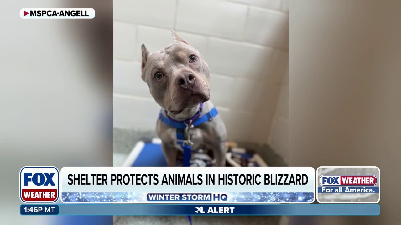 Massachusetts animal shelter fights to protect vulnerable pets amid widespread power outages after historic blizzard<br>