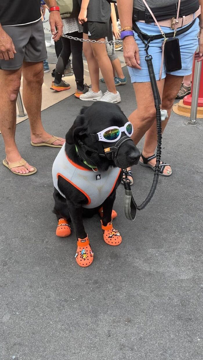 30 dogs wearing goggles that might just make your day, as shared on ...