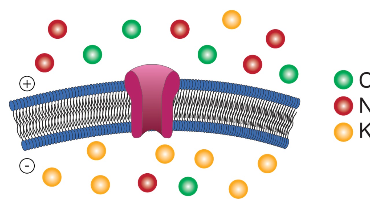 Nanochannel breakthrough makes ion membranes 2x stronger for clean energy<br>
