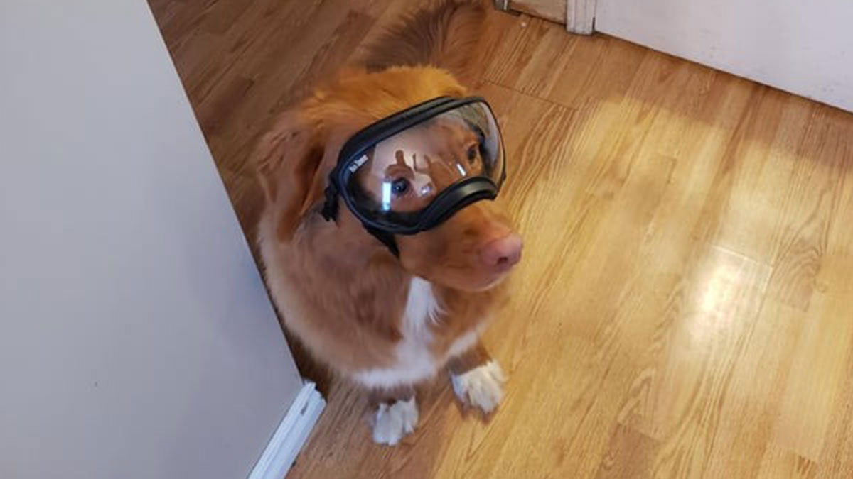 30 dogs wearing goggles that might just make your day, as shared on ...