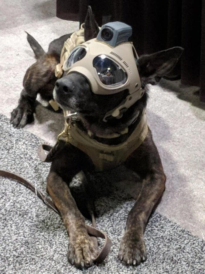 30 dogs wearing goggles that might just make your day, as shared on ...