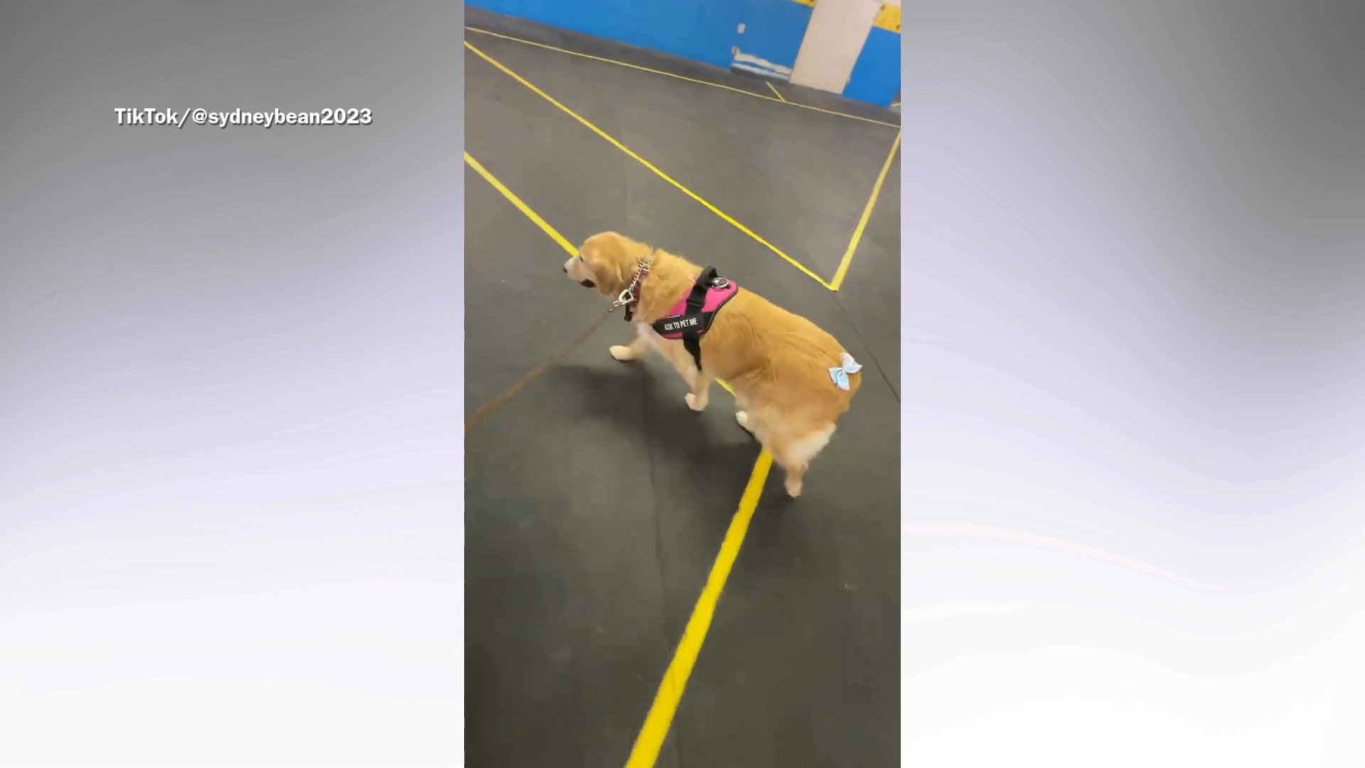 Rescue dog has tail removed, owner still found way to make her feel special