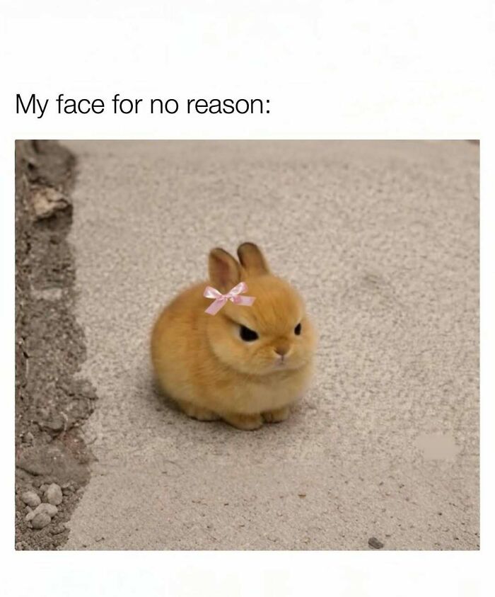 95 Memes That Prove Humor Makes Life’s Chaos Easier To Handle